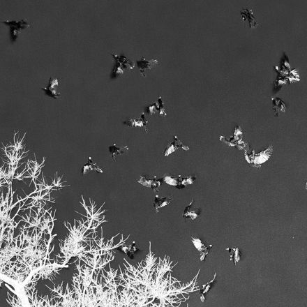 Woman Based Mechanics – Чорні птахи (Сингл) 2026